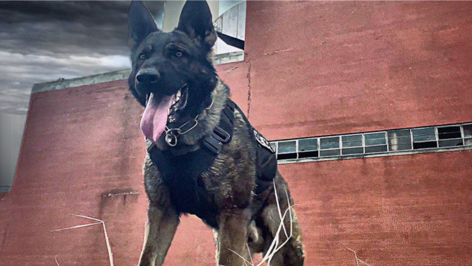 Police dog with harness on