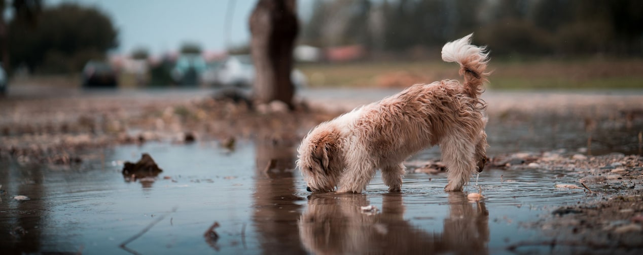 Un chien perdu qui boit dans une flaque après une tempête.