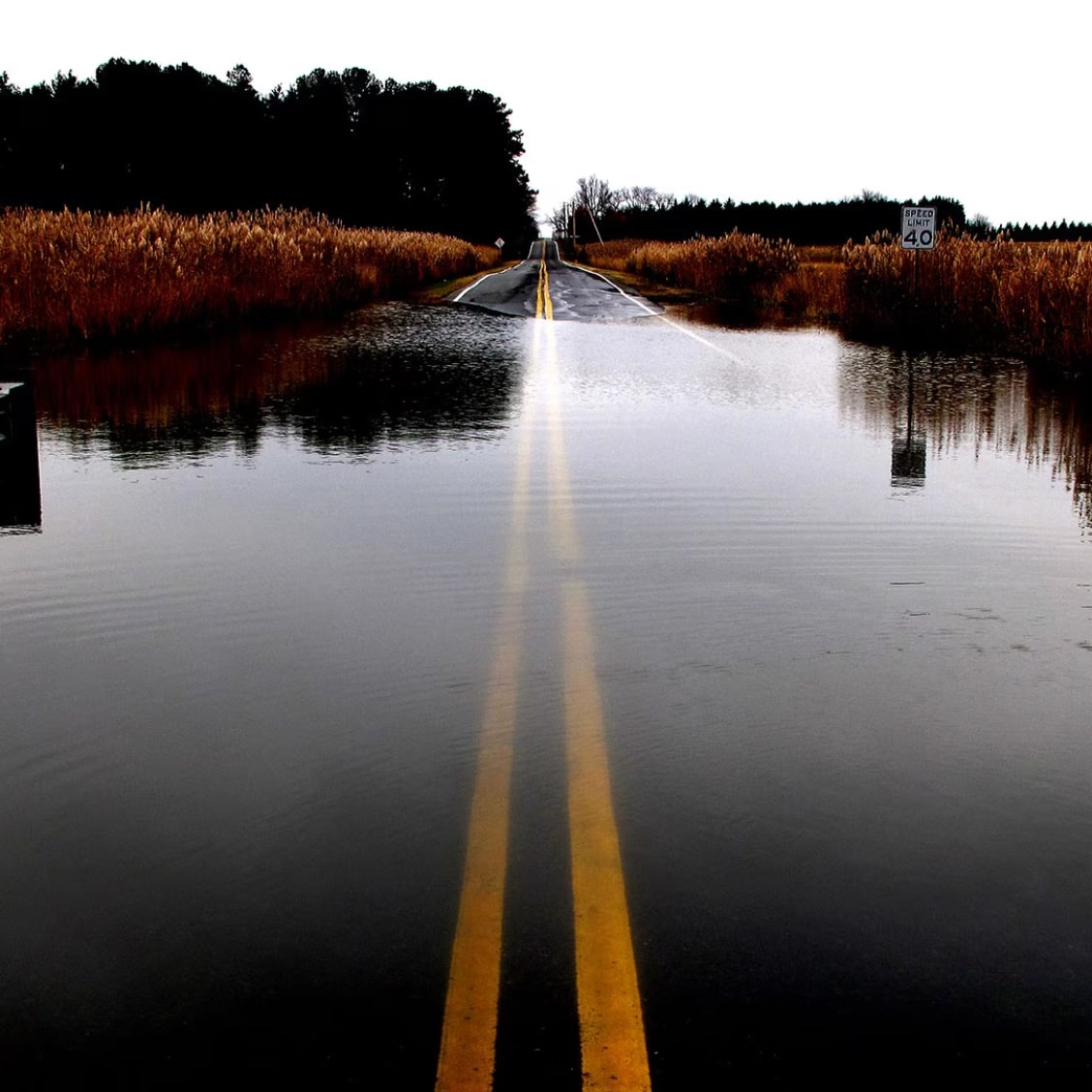 A flooded road beside a wheat field.