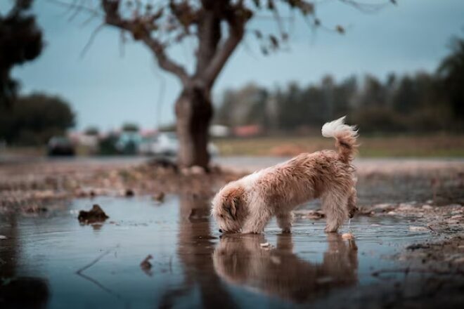 Un chien égaré léchant une flaque d’eau pendant la journée.